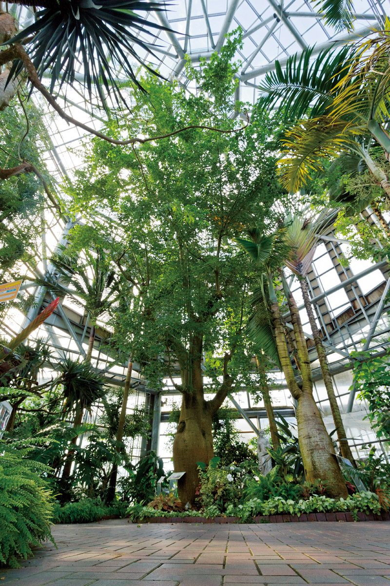 赤塚植物園の希少植物保存温室へ行こう Web Bosco