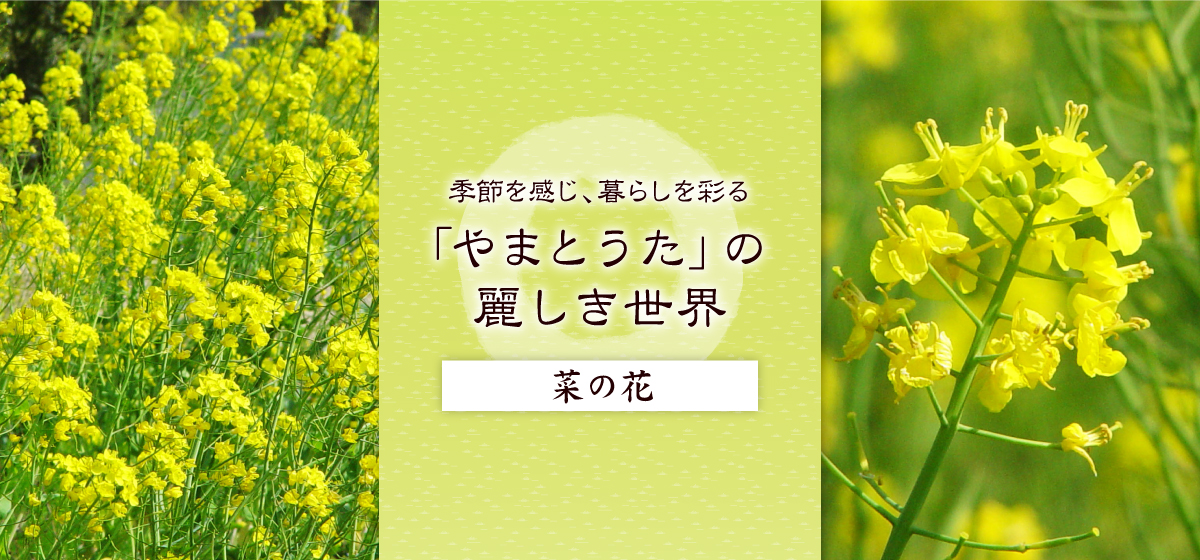 心に咲く花 14回 菜の花 Web Bosco