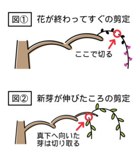 鈴鹿の森庭園としだれ梅 Web Bosco