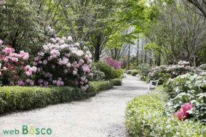 シャクナゲと赤塚植物園 Web Bosco