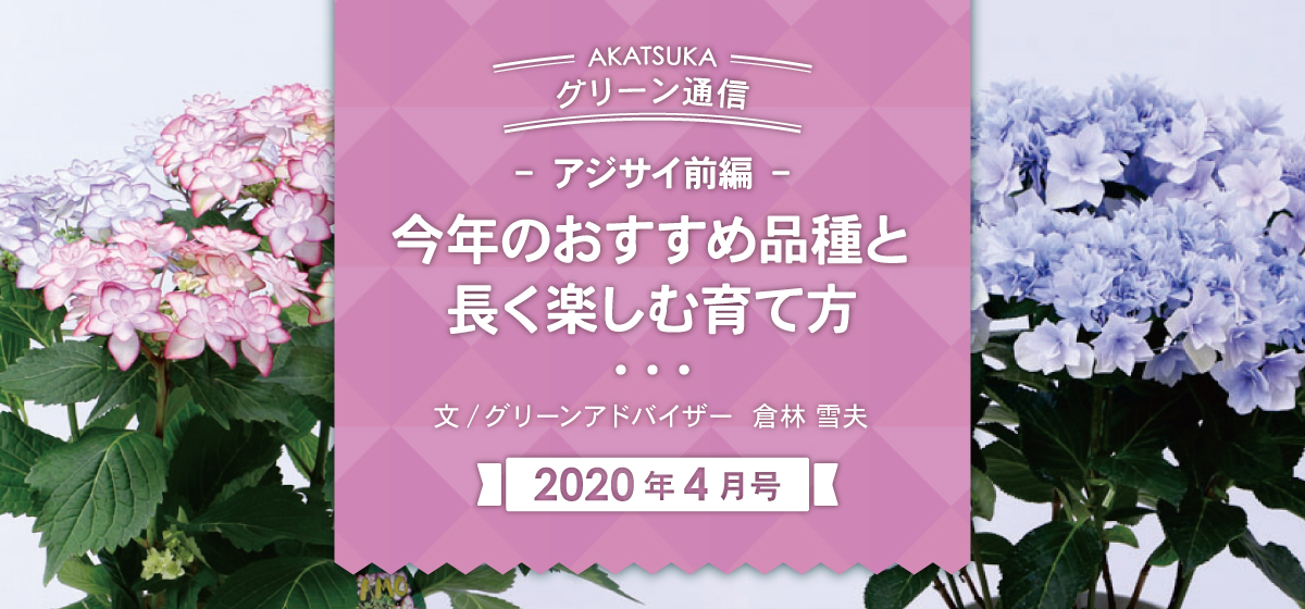 アジサイ 前編 今年のおすすめ品種と長く楽しむ育て方 Web Bosco