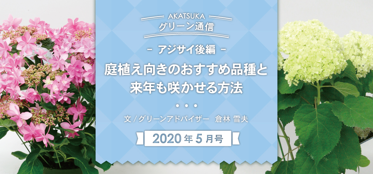 アジサイ 後編 庭植え向きのおすすめ品種と来年も咲かせる方法 Web Bosco