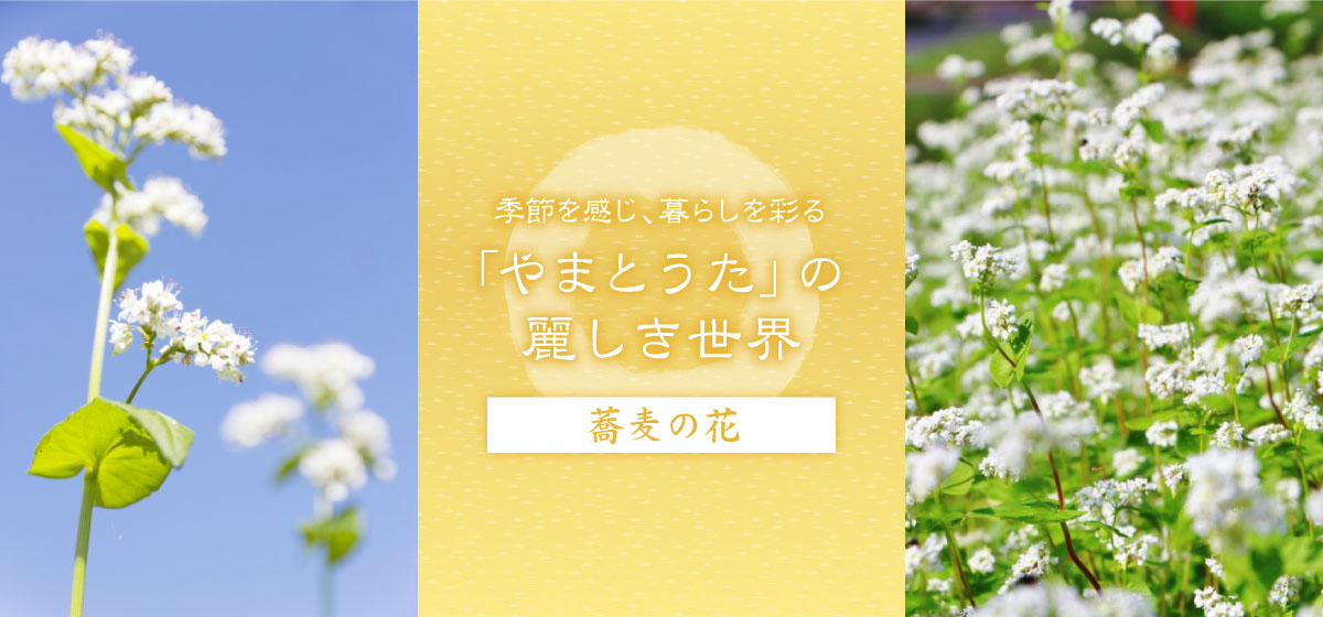 心に咲く花 34回 蕎麦の花 Web Bosco