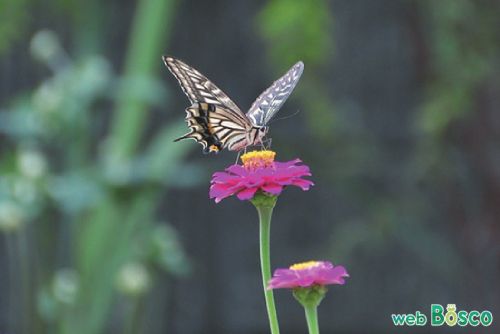バタフライガーデン 蝶を呼ぶ花々 Web Bosco
