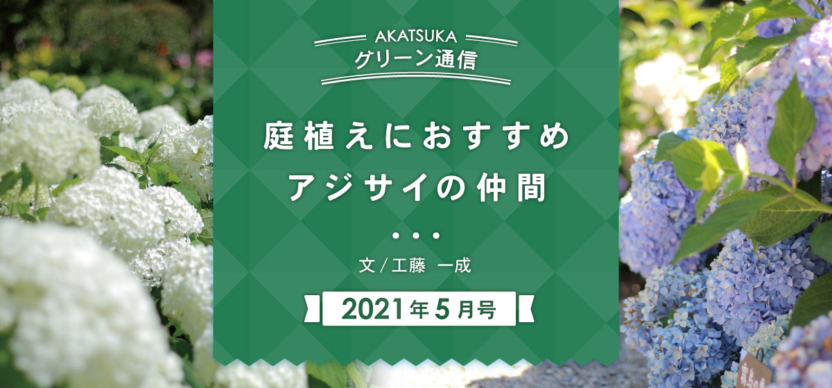 庭植えにおすすめ アジサイの仲間 Web Bosco