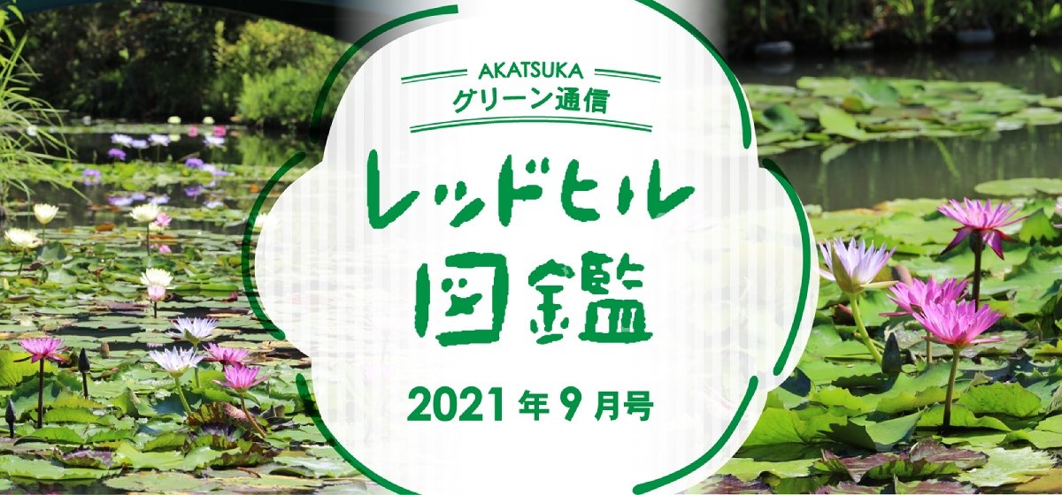 レッドヒル図鑑_2021年9月