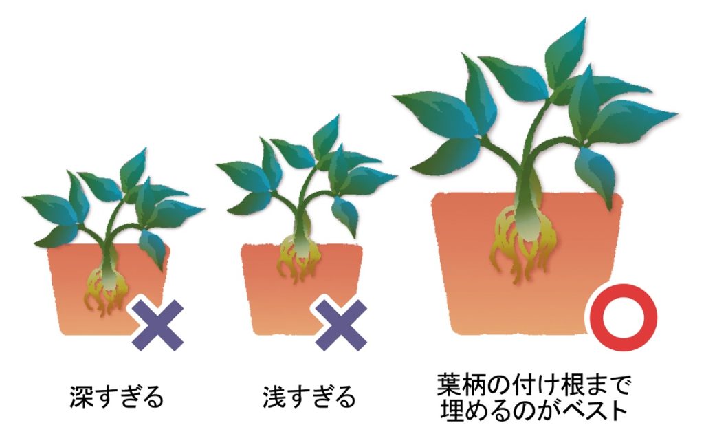 植え付け方