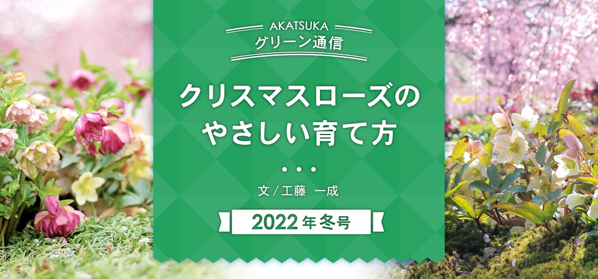 クリスマスローズのやさしい育て方