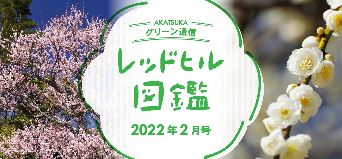 レッドヒル図鑑2022年2月