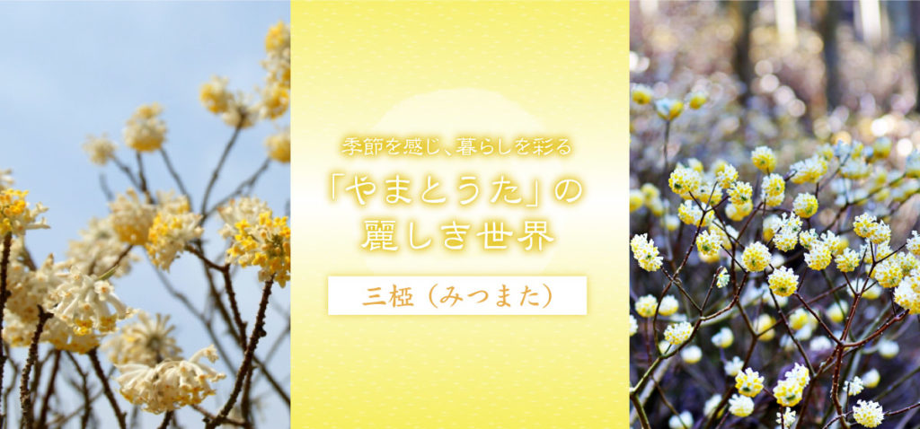 心に咲く花 51回 三椏（みつまた） | WEB BOSCO