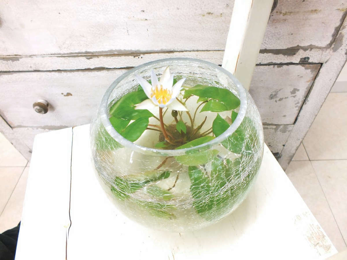 小さい水鉢で咲く熱帯スイレン