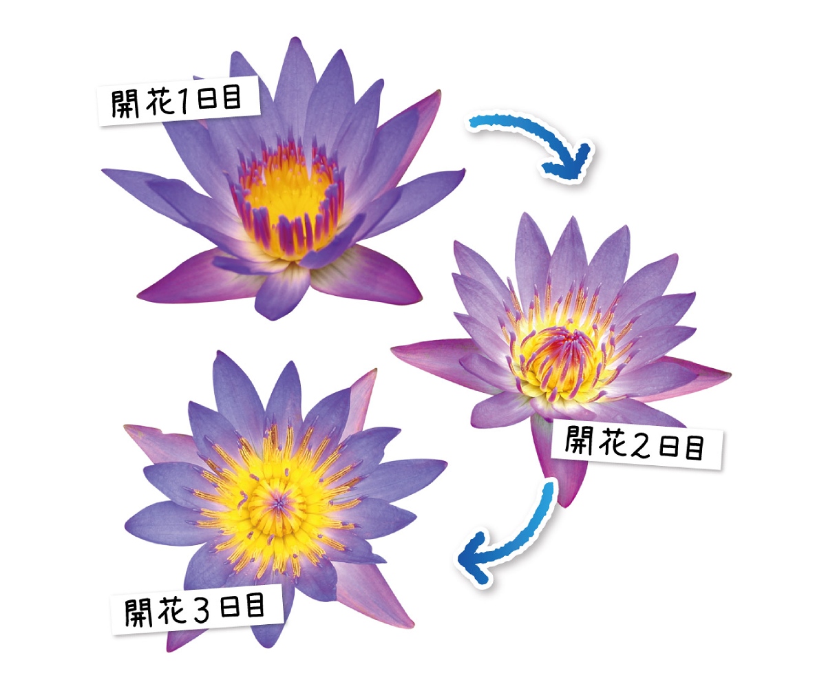 3日間、姿を変えながら開閉を繰り返す様子