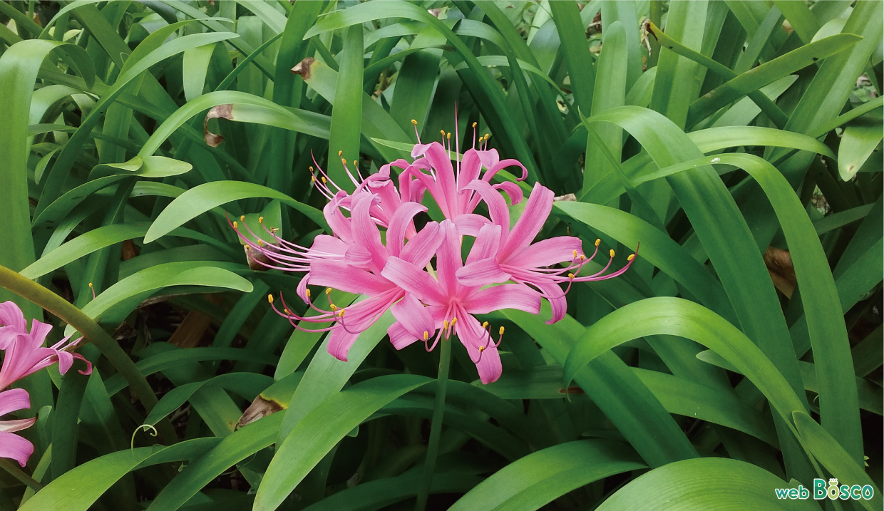 リコリスの花