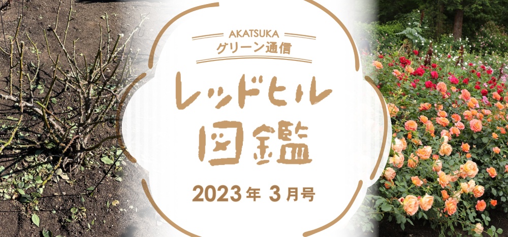 レッドヒル図鑑2023年3月タイトル