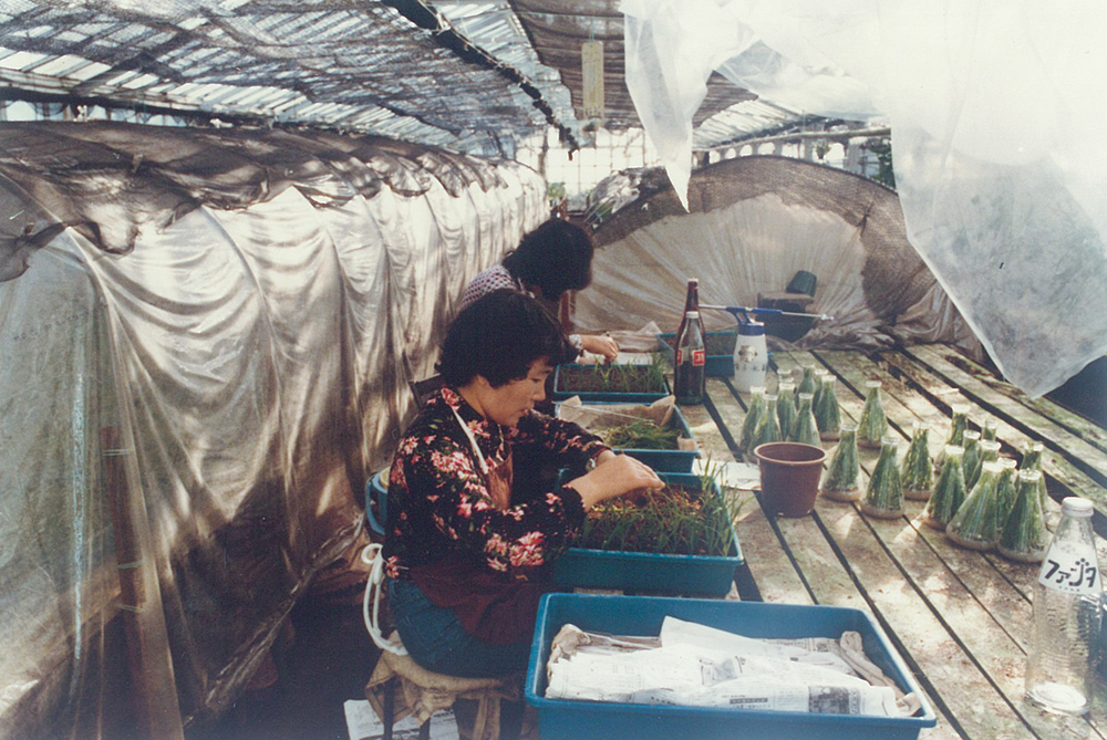 生長点培養で増やしたシンビジューム苗のフラスコ出し作業(昭和46年)