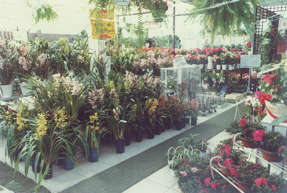 昭和54年12月、この頃にはシンビジュームの普及が進み、冬を代表する鉢花になっていた