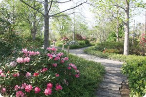 rhododendron garden