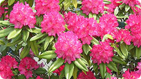 Rhododendron