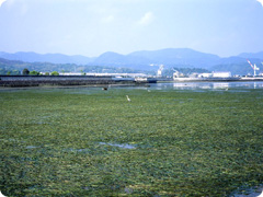 eelgrass