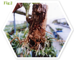 figure.2: dracaena