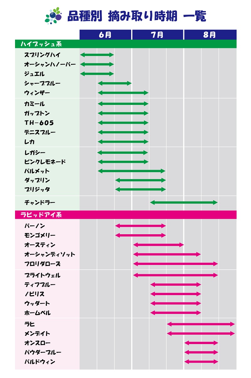 ブルーベリ－摘み取り時期