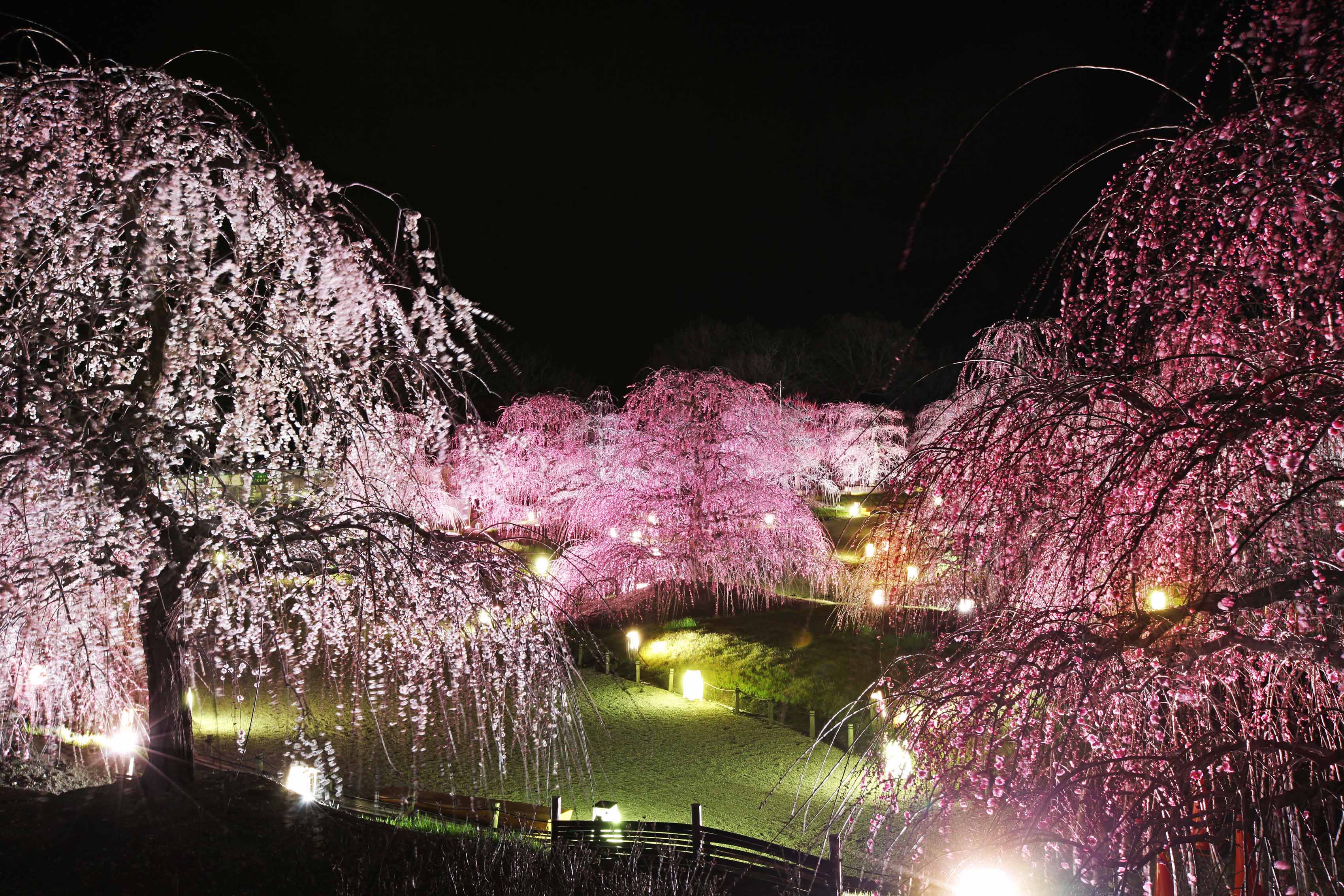 鈴鹿の森庭園 Suzuka Forest Garden