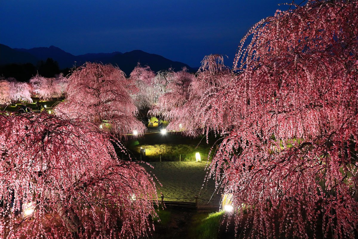 鈴鹿の森庭園 Suzuka Forest Garden