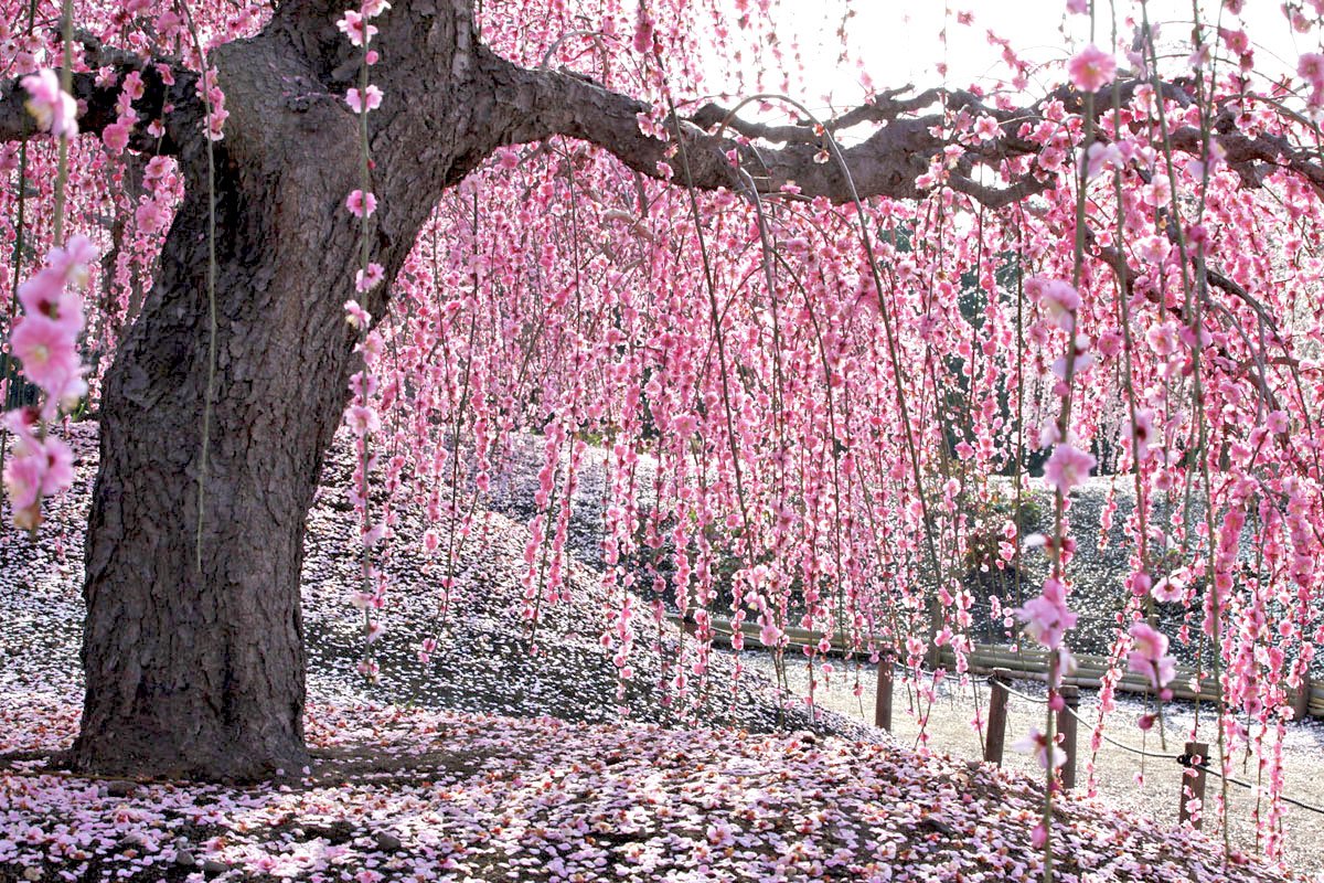 鈴鹿の森庭園 Suzuka Forest Garden