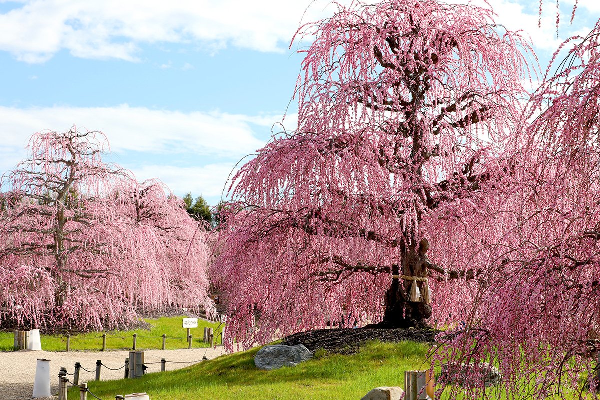 鈴鹿の森庭園 Suzuka Forest Garden