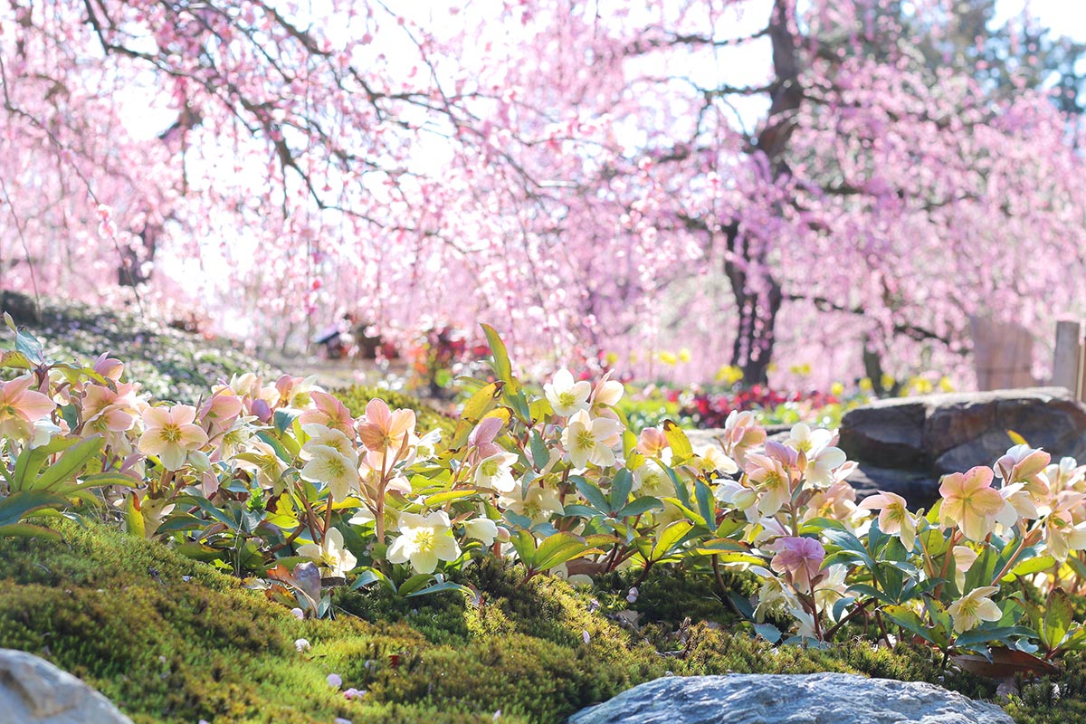 鈴鹿の森庭園 Suzuka Forest Garden