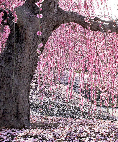 鈴鹿の森庭園 Suzuka Forest Garden