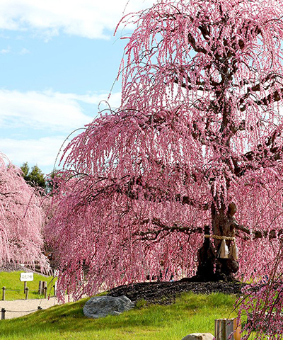 鈴鹿の森庭園 Suzuka Forest Garden