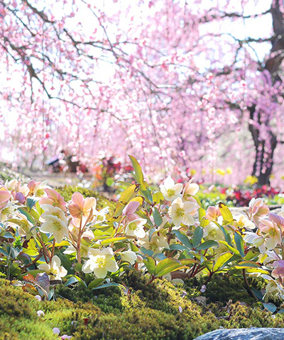 鈴鹿の森庭園 Suzuka Forest Garden