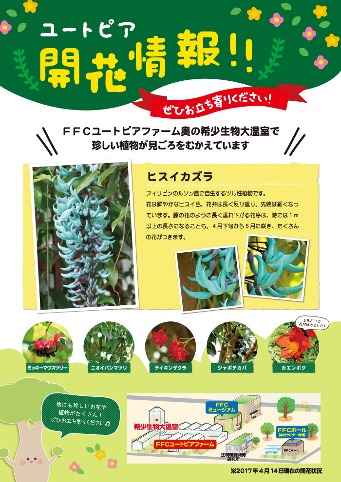 開花情報！　FFCユートピアファーム奥の希少生物大温室でヒスイカズラなど珍しい植物が見ごろを迎えています。（その他、ミッキーマウスツリー、ニオイバンマツリ、テイキンザクラ、カエンボクなど）